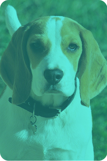 image-beagle-sense-detect