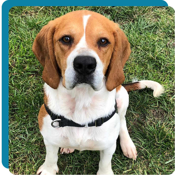 photo-chien-oxbow photo-chien-oxbow