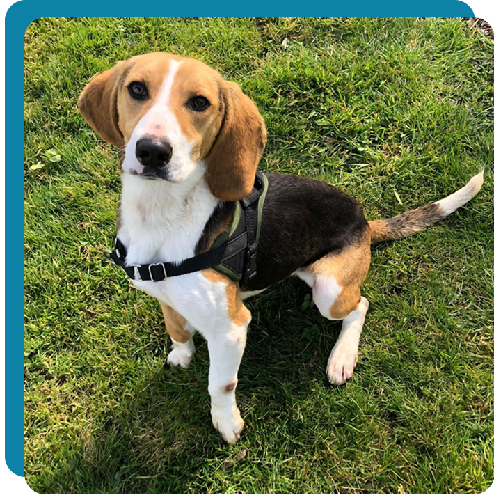 photo-chien-rosco photo-chien-rosco